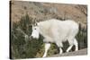 Washington, Alpine Lakes Wilderness, Mountain Goat-Jamie And Judy Wild-Stretched Canvas