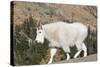 Washington, Alpine Lakes Wilderness, Mountain Goat-Jamie And Judy Wild-Stretched Canvas