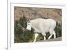 Washington, Alpine Lakes Wilderness, Mountain Goat-Jamie And Judy Wild-Framed Photographic Print