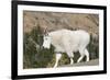 Washington, Alpine Lakes Wilderness, Mountain Goat-Jamie And Judy Wild-Framed Photographic Print