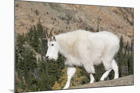 Washington, Alpine Lakes Wilderness, Mountain Goat-Jamie And Judy Wild-Mounted Photographic Print