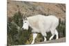 Washington, Alpine Lakes Wilderness, Mountain Goat-Jamie And Judy Wild-Mounted Photographic Print