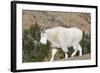 Washington, Alpine Lakes Wilderness, Mountain Goat-Jamie And Judy Wild-Framed Photographic Print