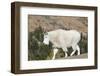 Washington, Alpine Lakes Wilderness, Mountain Goat-Jamie And Judy Wild-Framed Photographic Print