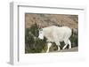 Washington, Alpine Lakes Wilderness, Mountain Goat-Jamie And Judy Wild-Framed Photographic Print