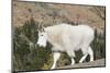 Washington, Alpine Lakes Wilderness, Mountain Goat-Jamie And Judy Wild-Mounted Photographic Print