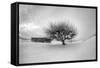 Washington, Apple Tree and Hay Bales in Winter with Storm Clouds-Terry Eggers-Framed Stretched Canvas