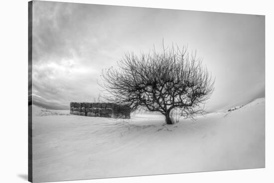 Washington, Apple Tree and Hay Bales in Winter with Storm Clouds-Terry Eggers-Stretched Canvas