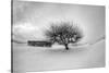 Washington, Apple Tree and Hay Bales in Winter with Storm Clouds-Terry Eggers-Stretched Canvas