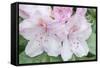 Washington, Bellevue, Rhododendron-Rob Tilley-Framed Stretched Canvas