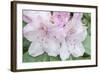 Washington, Bellevue, Rhododendron-Rob Tilley-Framed Photographic Print