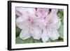 Washington, Bellevue, Rhododendron-Rob Tilley-Framed Photographic Print