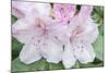 Washington, Bellevue, Rhododendron-Rob Tilley-Mounted Photographic Print