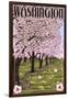 Washington - Cherry Blossoms-Lantern Press-Framed Art Print