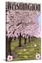 Washington - Cherry Blossoms-Lantern Press-Stretched Canvas