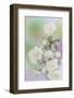 Washington. Close Up of Peace Roses-Jaynes Gallery-Framed Photographic Print