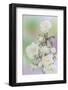 Washington. Close Up of Peace Roses-Jaynes Gallery-Framed Photographic Print