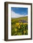 Washington, Columbia Hills SP. Spring Wildflowers at Columbia Hills SP-Richard Duval-Framed Photographic Print