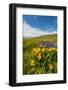 Washington, Columbia Hills SP. Spring Wildflowers at Columbia Hills SP-Richard Duval-Framed Photographic Print