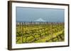 Washington, Columbia River Gorge. Rows of Barbera Grapes with Mt. Hood in Background-Richard Duval-Framed Photographic Print