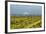 Washington, Columbia River Gorge. Rows of Barbera Grapes with Mt. Hood in Background-Richard Duval-Framed Photographic Print