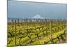 Washington, Columbia River Gorge. Rows of Barbera Grapes with Mt. Hood in Background-Richard Duval-Mounted Photographic Print