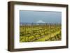 Washington, Columbia River Gorge. Rows of Barbera Grapes with Mt. Hood in Background-Richard Duval-Framed Photographic Print