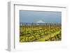 Washington, Columbia River Gorge. Rows of Barbera Grapes with Mt. Hood in Background-Richard Duval-Framed Photographic Print