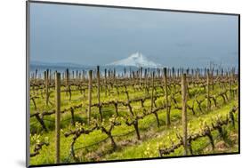 Washington, Columbia River Gorge. Rows of Barbera Grapes with Mt. Hood in Background-Richard Duval-Mounted Photographic Print