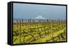 Washington, Columbia River Gorge. Rows of Barbera Grapes with Mt. Hood in Background-Richard Duval-Framed Stretched Canvas