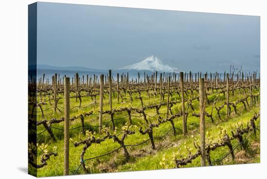 Washington, Columbia River Gorge. Rows of Barbera Grapes with Mt. Hood in Background-Richard Duval-Stretched Canvas