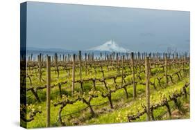 Washington, Columbia River Gorge. Rows of Barbera Grapes with Mt. Hood in Background-Richard Duval-Stretched Canvas