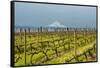 Washington, Columbia River Gorge. Rows of Barbera Grapes with Mt. Hood in Background-Richard Duval-Framed Stretched Canvas