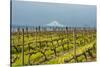 Washington, Columbia River Gorge. Rows of Barbera Grapes with Mt. Hood in Background-Richard Duval-Stretched Canvas