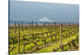 Washington, Columbia River Gorge. Rows of Barbera Grapes with Mt. Hood in Background-Richard Duval-Stretched Canvas