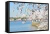 Washington DC - Cherry Blossom Festival at Tidal Basin in Spring-Orhan-Framed Stretched Canvas