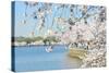 Washington DC - Cherry Blossom Festival at Tidal Basin in Spring-Orhan-Stretched Canvas