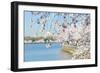 Washington DC - Cherry Blossom Festival at Tidal Basin in Spring-Orhan-Framed Photographic Print