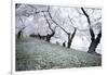 Washington DC - Petals Falling of the Cherry Blossoms-David Coleman-Framed Photographic Print