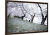 Washington DC - Petals Falling of the Cherry Blossoms-David Coleman-Framed Photographic Print