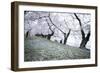 Washington DC - Petals Falling of the Cherry Blossoms-David Coleman-Framed Photographic Print