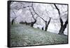 Washington DC - Petals Falling of the Cherry Blossoms-David Coleman-Framed Stretched Canvas