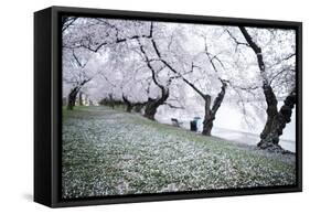 Washington DC - Petals Falling of the Cherry Blossoms-David Coleman-Framed Stretched Canvas