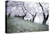 Washington DC - Petals Falling of the Cherry Blossoms-David Coleman-Stretched Canvas