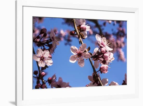Washington, DC. Pink Cherry Blossoms on branches-Jolly Sienda-Framed Premium Photographic Print