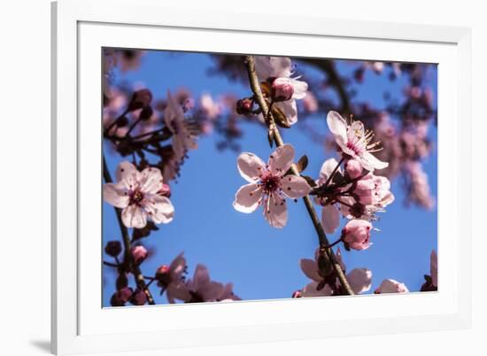 Washington, DC. Pink Cherry Blossoms on branches-Jolly Sienda-Framed Premium Photographic Print