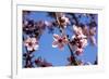 Washington, DC. Pink Cherry Blossoms on branches-Jolly Sienda-Framed Premium Photographic Print