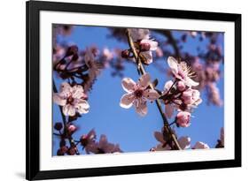 Washington, DC. Pink Cherry Blossoms on branches-Jolly Sienda-Framed Premium Photographic Print