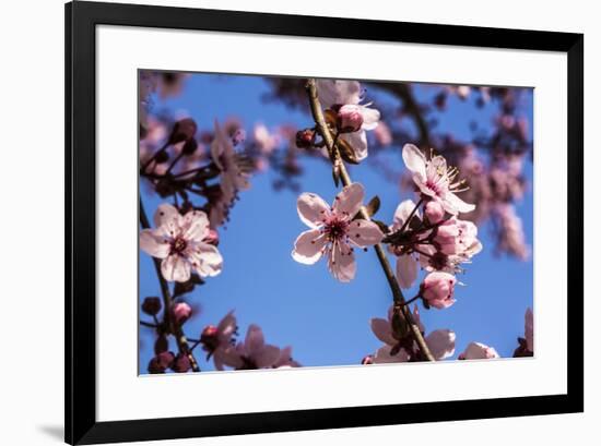 Washington, DC. Pink Cherry Blossoms on branches-Jolly Sienda-Framed Premium Photographic Print