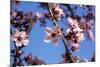 Washington, DC. Pink Cherry Blossoms on branches-Jolly Sienda-Mounted Premium Photographic Print